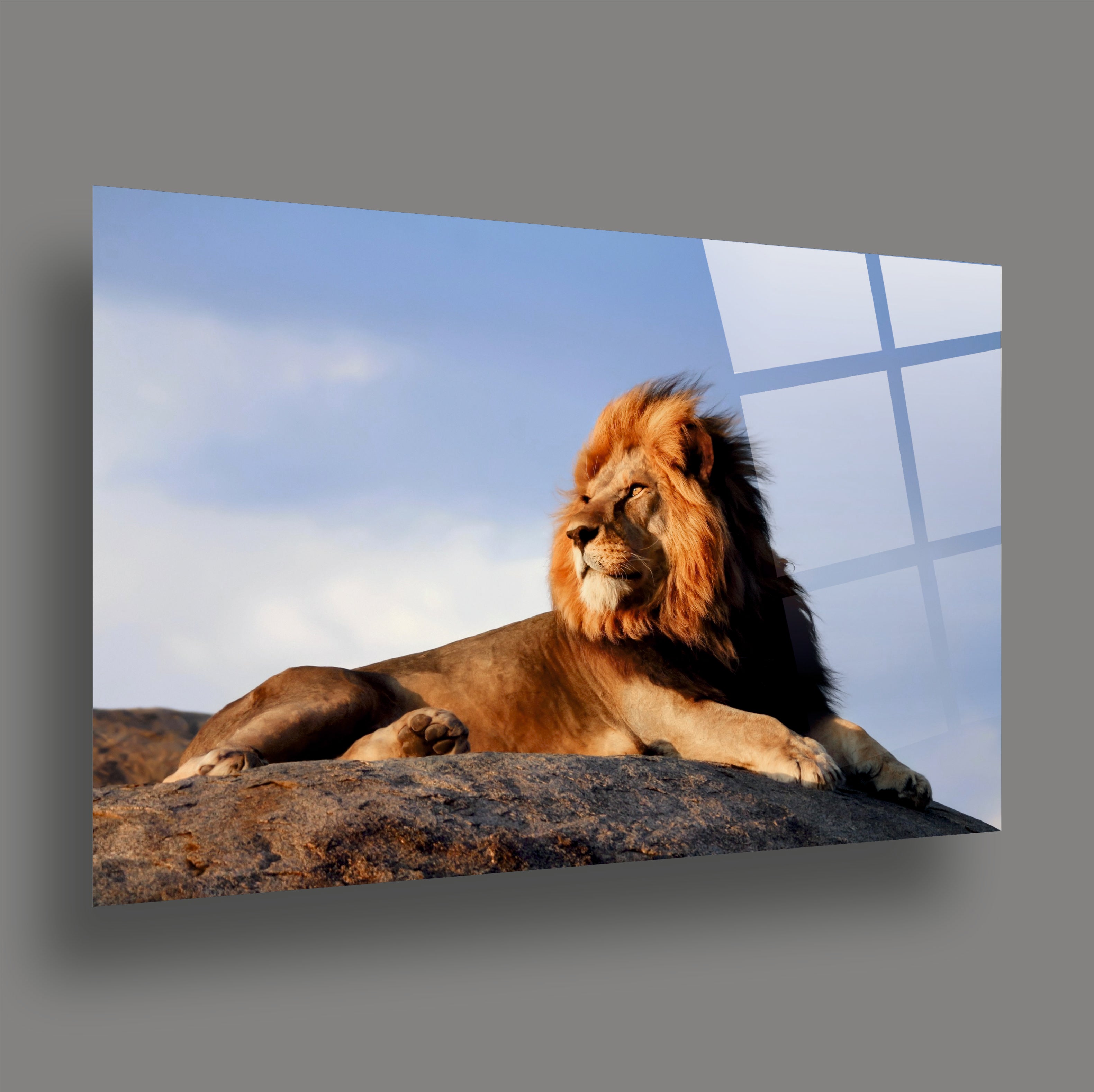 ASLAN-11 Kayalık Üzerinde Asil Erkek Aslan Manzarası