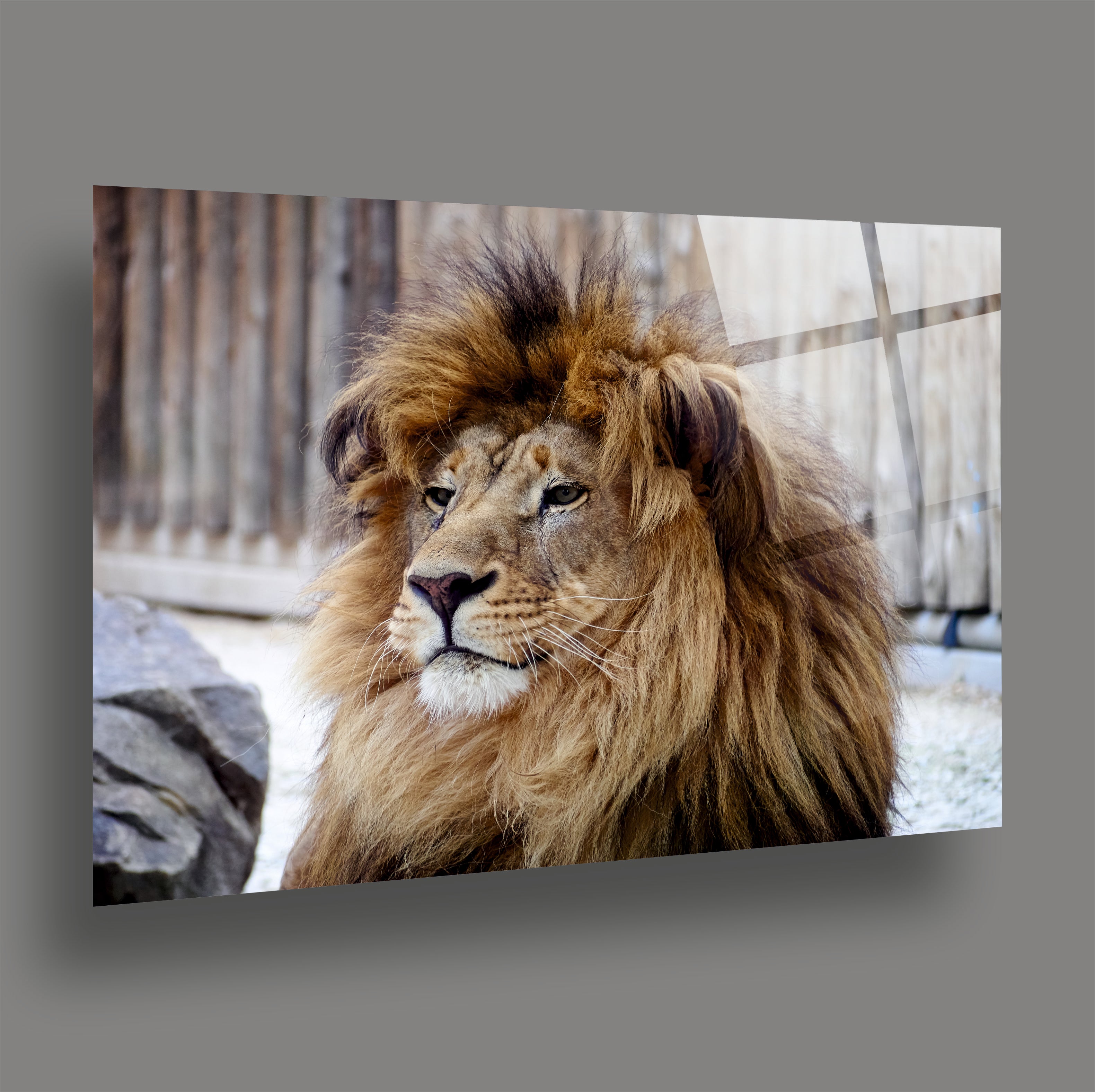 ASLAN-25 Doğal Ortamda Asil Erkek Aslan Portresi Güç ve Asalet