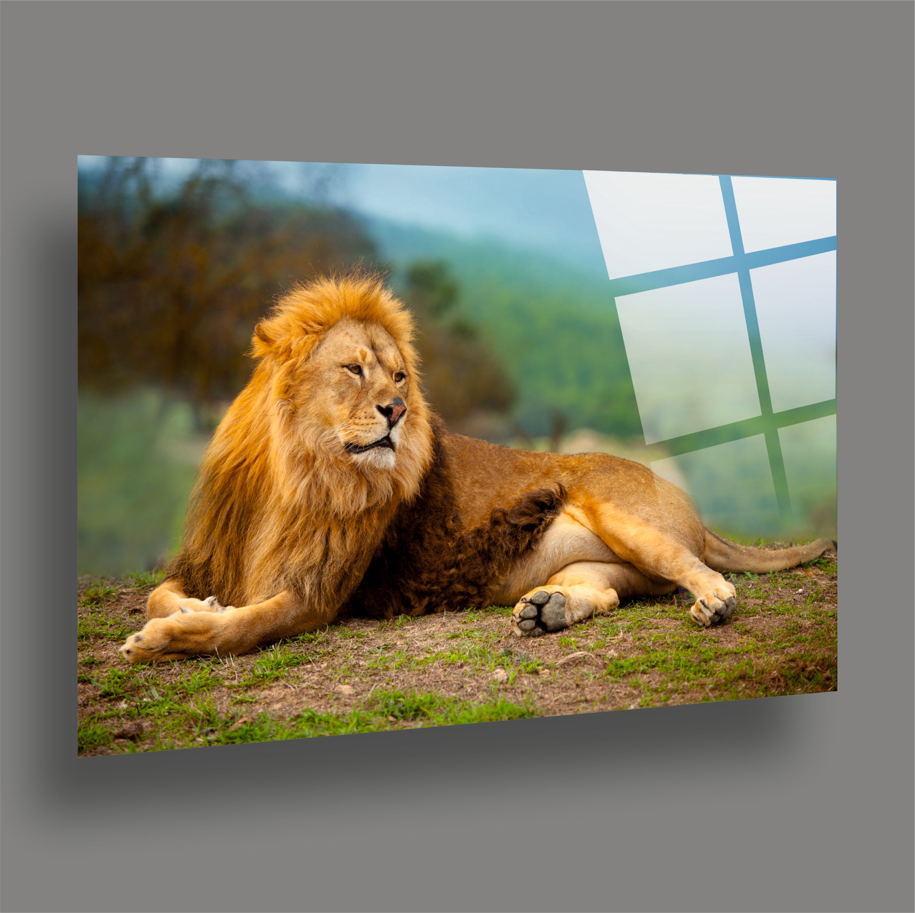 ASLAN-30 Doğada Dinlenen Erkek Aslan