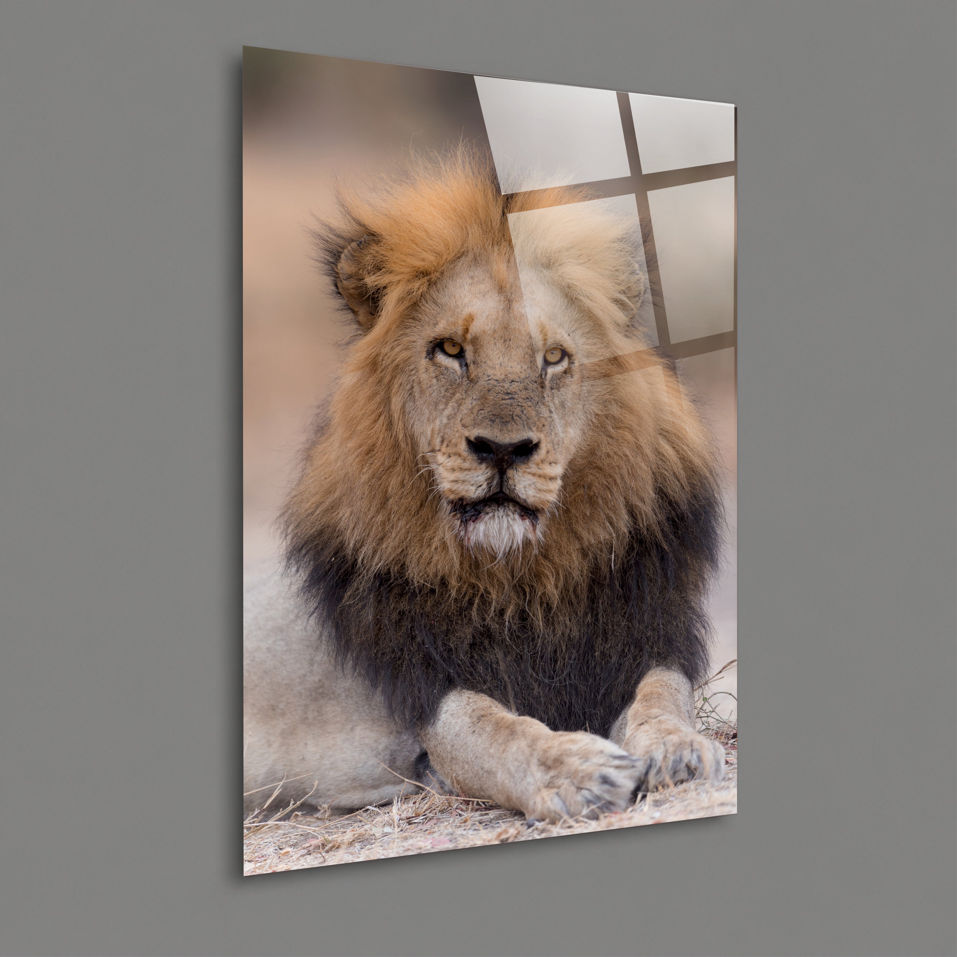 ASLAN-31 Güçlü Erkek Aslan Portresi