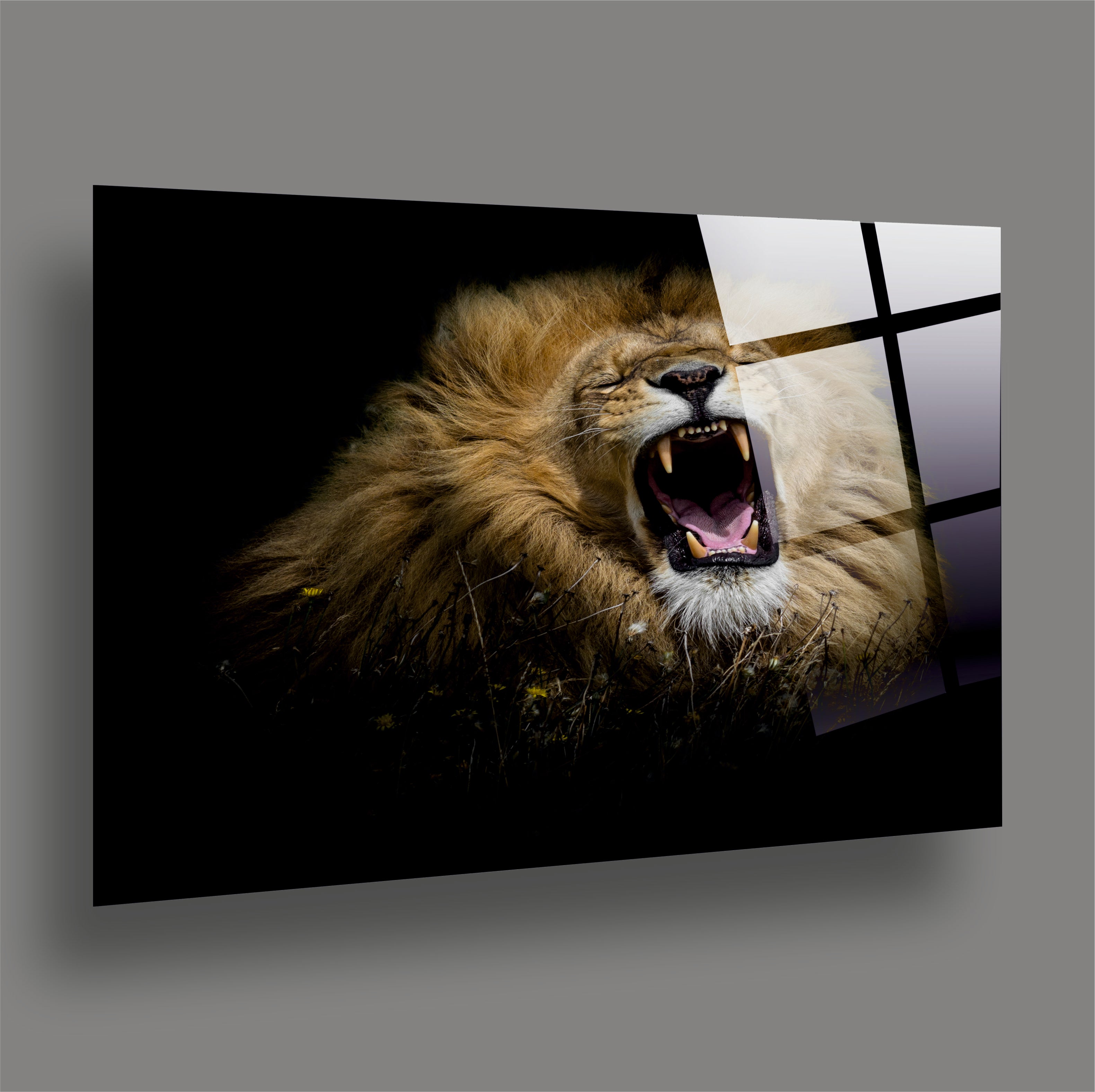 ASLAN-32 Kükreyen Erkek Aslan