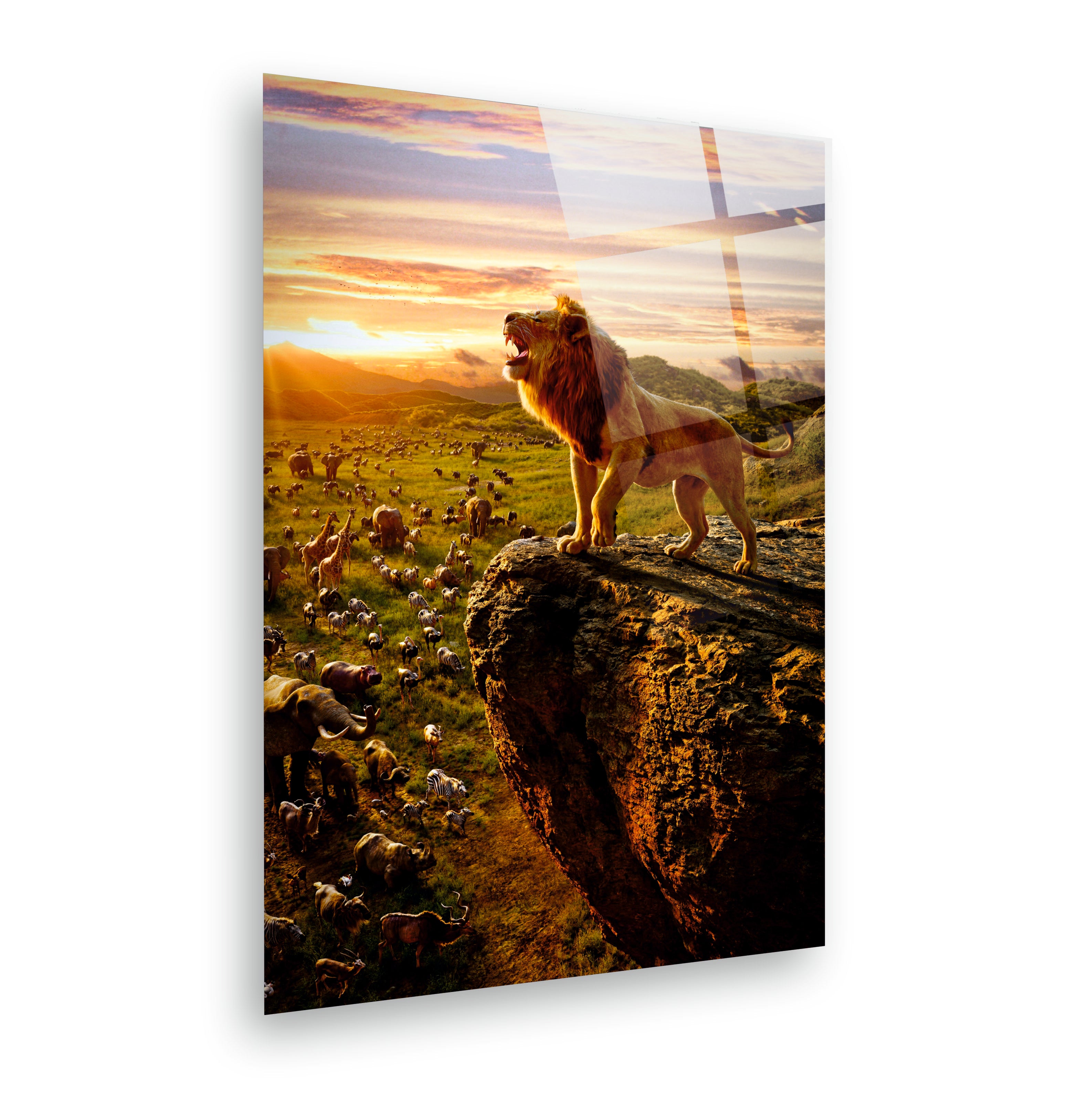 ASLAN-37 Gün Batımında Kayalık Üzerinde Kükreyen Aslan