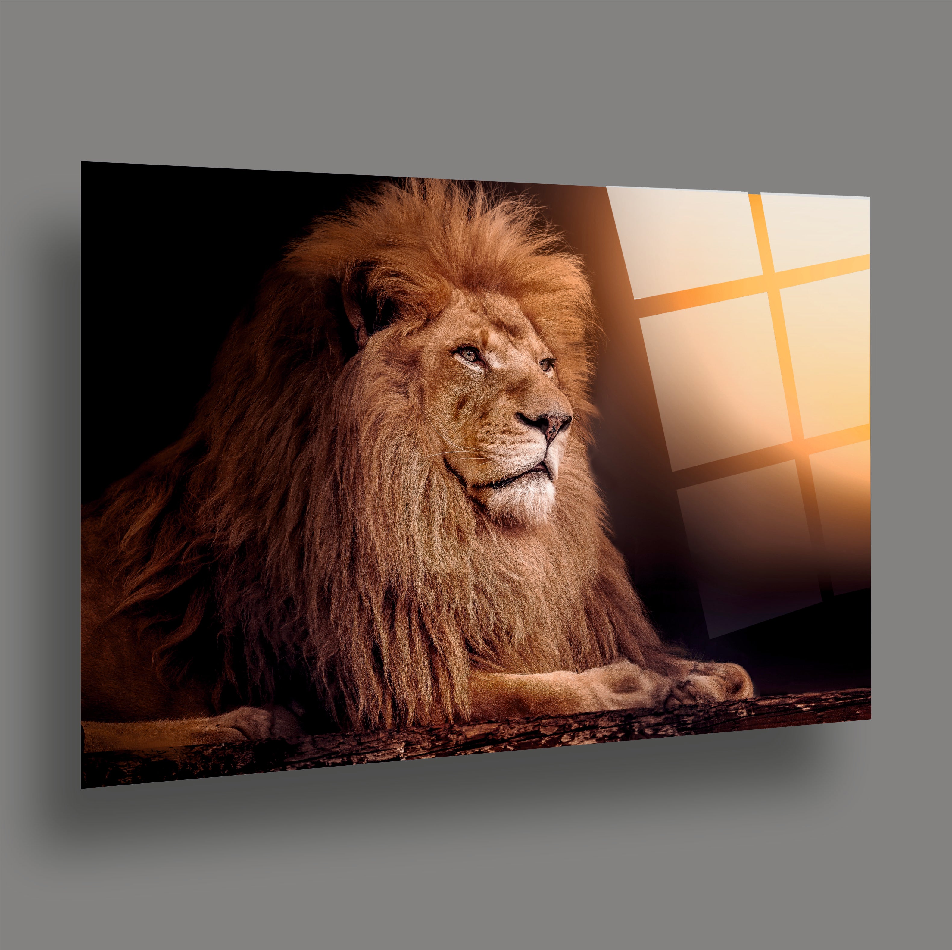 ASLAN-64 Gün Batımı Işığında Yatan Aslan Panoramik Cam Tablo